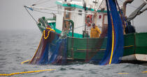 Pêche a la sardine pour la Quiberonaise © Philip Plisson / Plisson La Trinité / AA26403 - Nos reportages photos - Pêche à la sardine