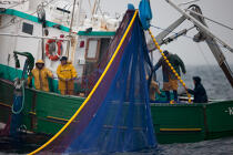 Pêche a la sardine pour la Quiberonaise © Philip Plisson / Plisson La Trinité / AA26408 - Nos reportages photos - La pêche à la sardine