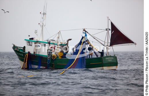 Pêche a la sardine pour la Quiberonaise - © Philip Plisson / Plisson La Trinité / AA26420 - Nos reportages photos - La pêche à la sardine