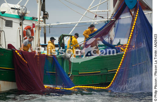 Pêche a la sardine pour la Quiberonaise - © Philip Plisson / Plisson La Trinité / AA26423 - Nos reportages photos - La pêche à la sardine