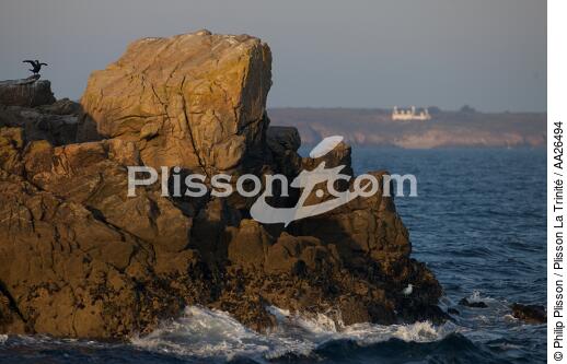 Houat - © Philip Plisson / Plisson La Trinité / AA26494 - Nos reportages photos - Oiseau marin