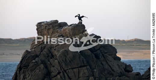 Houat island - © Philip Plisson / Plisson La Trinité / AA26495 - Photo Galleries - Rock