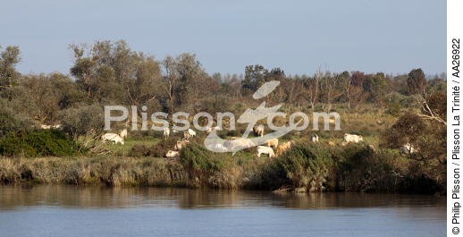 The Loire river - © Philip Plisson / Plisson La Trinité / AA26922 - Photo Galleries - Cow