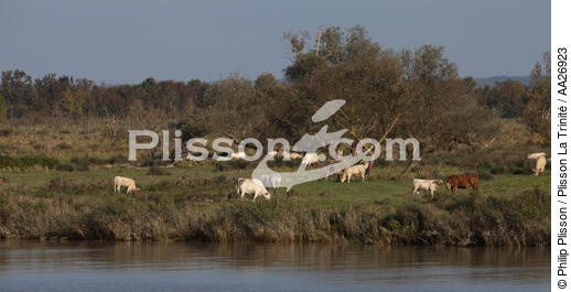 La Loire - © Philip Plisson / Plisson La Trinité / AA26923 - Nos reportages photos - Elevage