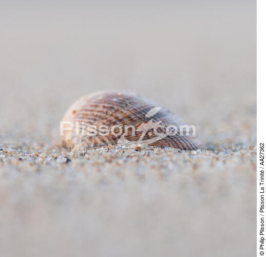 Shell - © Philip Plisson / Plisson La Trinité / AA27362 - Photo Galleries - Sand