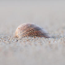 Shell © Philip Plisson / Plisson La Trinité / AA27362 - Photo Galleries - Sand