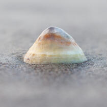 Shell © Philip Plisson / Plisson La Trinité / AA27363 - Photo Galleries - Sand