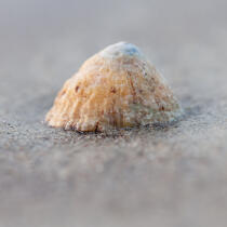 Shell © Philip Plisson / Plisson La Trinité / AA27364 - Photo Galleries - Sand