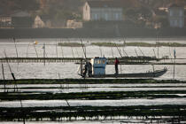 Oyster farming in Charente Maritime [AT] © Philip Plisson / Plisson La Trinité / AA27688 - Photo Galleries - Oyster bed