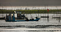 Oyster farming in Charente Maritime [AT] © Philip Plisson / Plisson La Trinité / AA27689 - Photo Galleries - Oyster bed