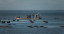 Oyster farming in Charente Maritime [AT] © Philip Plisson / Plisson La Trinité / AA27691 - Photo Galleries - Oyster bed