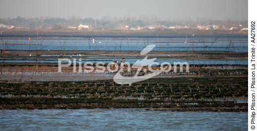 Otréhiculture en Charente Maritime - © Philip Plisson / Plisson La Trinité / AA27692 - Nos reportages photos - Parc à huitres
