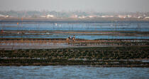 Oyster farming in Charente Maritime [AT] © Philip Plisson / Plisson La Trinité / AA27692 - Photo Galleries - Oyster bed