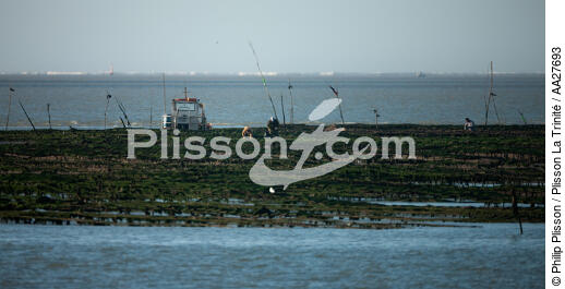 Oyster farming in Charente Maritime [AT] - © Philip Plisson / Plisson La Trinité / AA27693 - Photo Galleries - Oyster bed