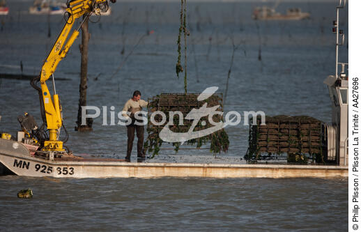 Oyster farming in Charente Maritime [AT] - © Philip Plisson / Plisson La Trinité / AA27696 - Photo Galleries - Oyster bed