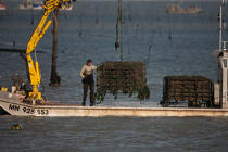 Oyster farming in Charente Maritime [AT] © Philip Plisson / Plisson La Trinité / AA27696 - Photo Galleries - Oyster bed