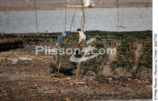 Oyster farming in Charente Maritime [AT] - © Philip Plisson / Plisson La Trinité / AA27700 - Photo Galleries - Oyster bed