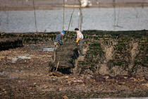 Oyster farming in Charente Maritime [AT] © Philip Plisson / Plisson La Trinité / AA27700 - Photo Galleries - Oyster bed
