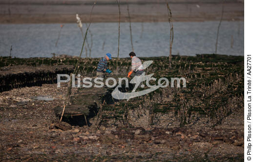 Otréhiculture en Charente Maritime - © Philip Plisson / Plisson La Trinité / AA27701 - Nos reportages photos - Parc à huitres