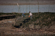 Oyster farming in Charente Maritime [AT] © Philip Plisson / Plisson La Trinité / AA27701 - Photo Galleries - Oyster bed