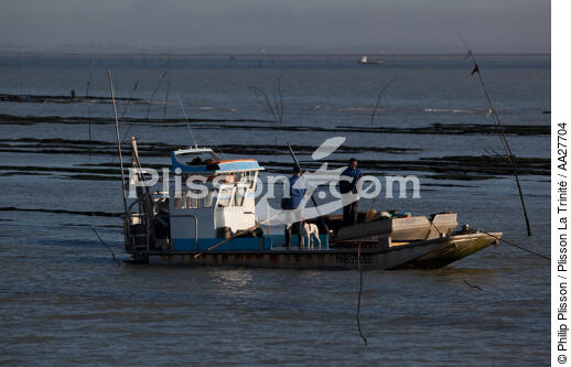 Oyster farming in Charente Maritime [AT] - © Philip Plisson / Plisson La Trinité / AA27704 - Photo Galleries - Oyster bed