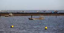 Oyster farming in Charente Maritime [AT] © Philip Plisson / Plisson La Trinité / AA27707 - Photo Galleries - Oyster bed