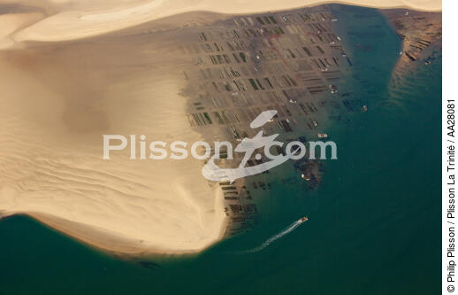 Le banc d'Arguin - © Philip Plisson / Plisson La Trinité / AA28081 - Nos reportages photos - Grande marée