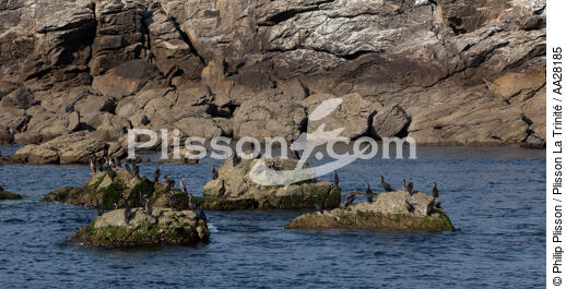 Le Pilier island - © Philip Plisson / Plisson La Trinité / AA28185 - Photo Galleries - Fauna