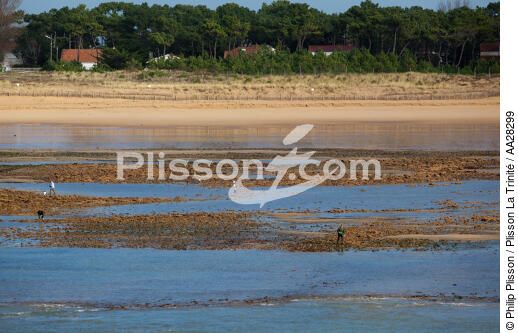 La-Tranche-sur-mer - © Philip Plisson / Plisson La Trinité / AA28299 - Nos reportages photos - Grande marée