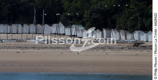 Noirmontier,le bois de la Chaise - © Philip Plisson / Plisson La Trinité / AA28422 - Nos reportages photos - De Noirmoutier à l'anse de l'Aiguillon