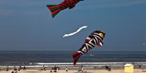 International Meetings of kites in Berck sur Mer [AT] © Philip Plisson / Plisson La Trinité / AA28655 - Photo Galleries - International Meeting of Kite in Berck-sur-Mer.