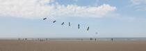International Meetings of kites in Berck sur Mer [AT] © Philip Plisson / Plisson La Trinité / AA28689 - Photo Galleries - Kite