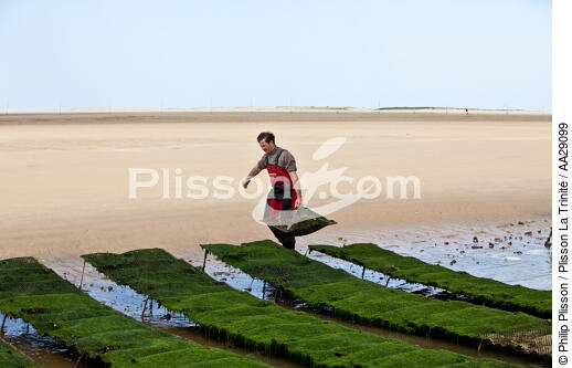 The Arguin sand banc - © Philip Plisson / Plisson La Trinité / AA29099 - Photo Galleries - Oyster farming