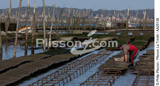 Bassin d'Arcachon - © Philip Plisson / Plisson La Trinité / AA29138 - Nos reportages photos - Gironde
