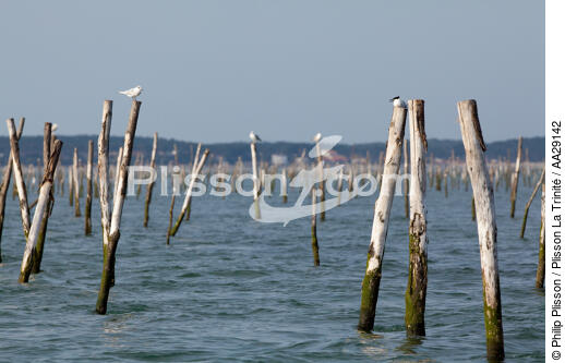 Bassin d'Arcachon - © Philip Plisson / Plisson La Trinité / AA29142 - Nos reportages photos - Gironde