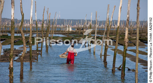 Bassin d'Arcachon - © Philip Plisson / Plisson La Trinité / AA29162 - Nos reportages photos - De Soulac à Capbreton