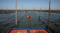 Basin of arcachon © Philip Plisson / Plisson La Trinité / AA29172 - Photo Galleries - Lighter used by oyster farmers