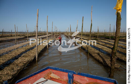 Bassin d'Arcachon - © Philip Plisson / Plisson La Trinité / AA29175 - Nos reportages photos - Ostréiculture