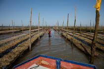 Basin of arcachon © Philip Plisson / Plisson La Trinité / AA29175 - Photo Galleries - Lighter used by oyster farmers