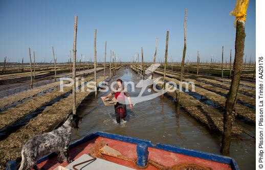 Basin of arcachon - © Philip Plisson / Plisson La Trinité / AA29176 - Photo Galleries - Oyster farming