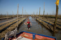 Basin of arcachon © Philip Plisson / Plisson La Trinité / AA29176 - Photo Galleries - Lighter used by oyster farmers