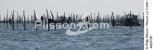 Bassin d'Arcachon - © Philip Plisson / Plisson La Trinité / AA29190 - Nos reportages photos - Conchyliculture