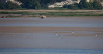 Mortagne sur Gironde © Philip Plisson / Plisson La Trinité / AA29281 - Photo Galleries - River [large]