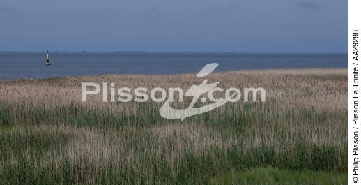 Mortagne sur Gironde - © Philip Plisson / Plisson La Trinité / AA29288 - Photo Galleries - Gironde estuary