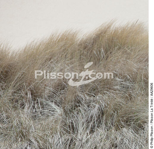 Graminés - © Philip Plisson / Plisson La Trinité / AA29606 - Photo Galleries - Sea decoration