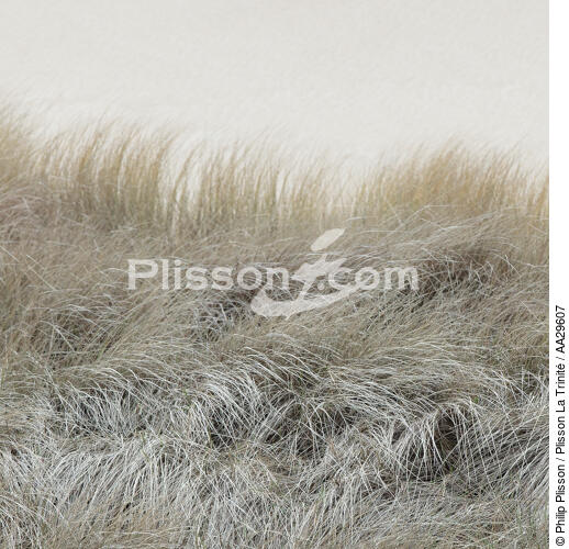 Graminés - © Philip Plisson / Plisson La Trinité / AA29607 - Photo Galleries - Dune