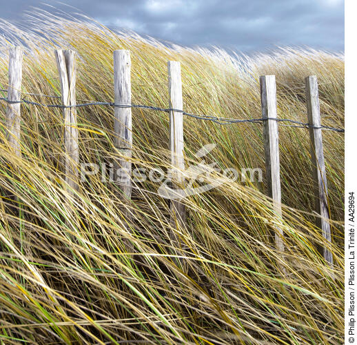 Edge of dune - © Philip Plisson / Plisson La Trinité / AA29694 - Photo Galleries - Square format