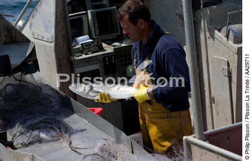 Le Cap Ferret fishermen - © Philip Plisson / Plisson La Trinité / AA29711 - Photo Galleries - Inshore fishing