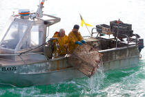 Caseyeur en pêche à la seiche © Philip Plisson / Plisson La Trinité / AA29829 - Nos reportages photos - De Barfleur à Granville