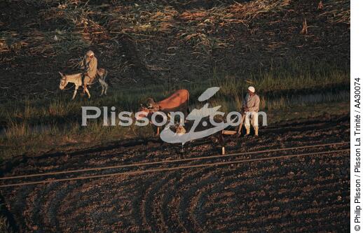Travail des champs en Egypte - © Philip Plisson / Plisson La Trinité / AA30074 - Nos reportages photos - Egypte